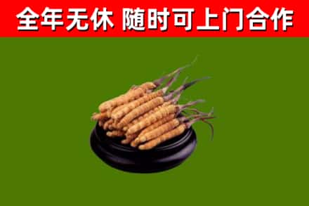 罗湖烟酒回收冬虫夏草.jpg